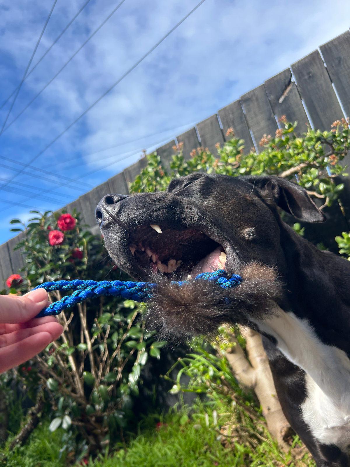 Possum Tug
