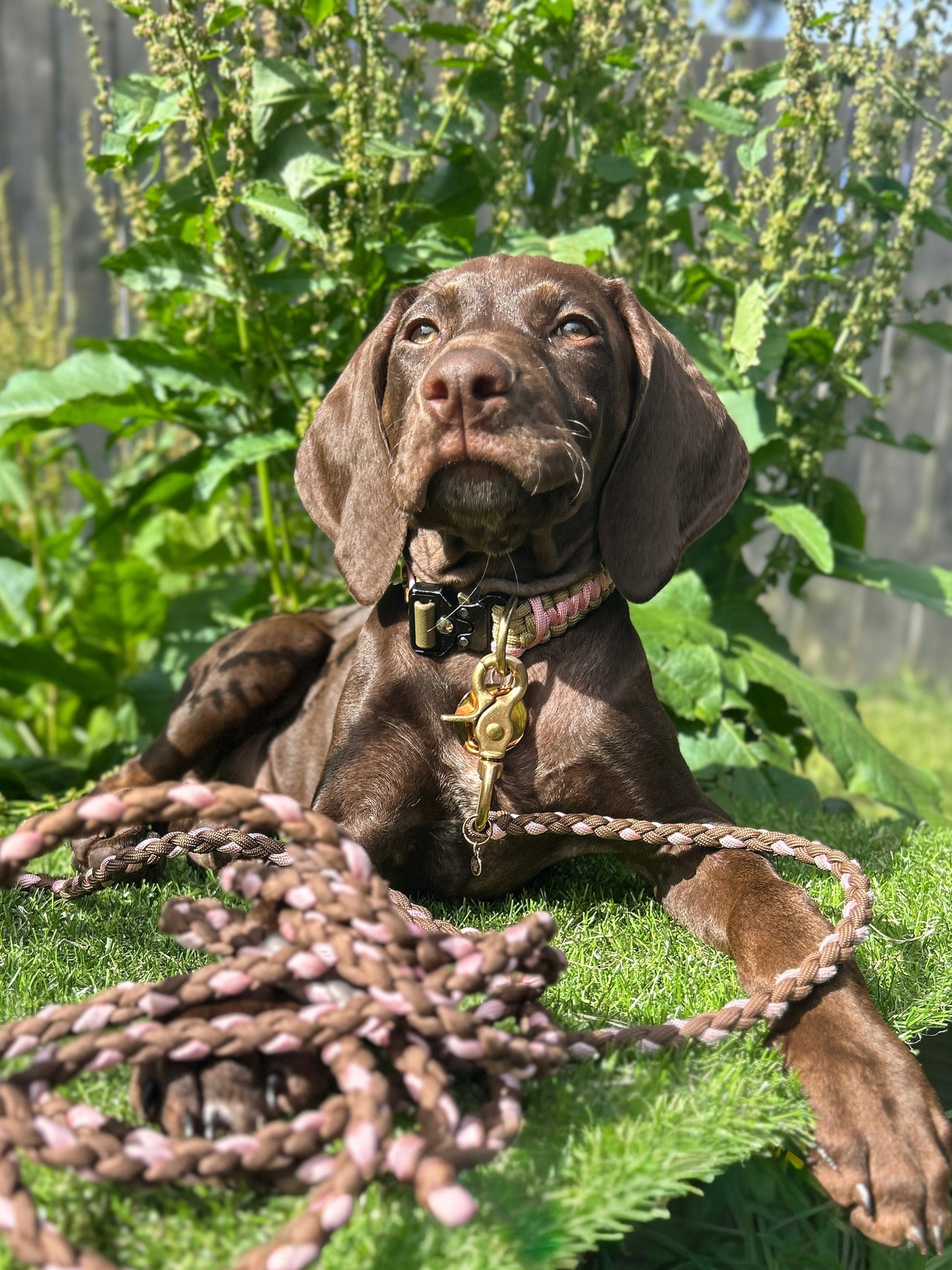 The Grow With Me Collar