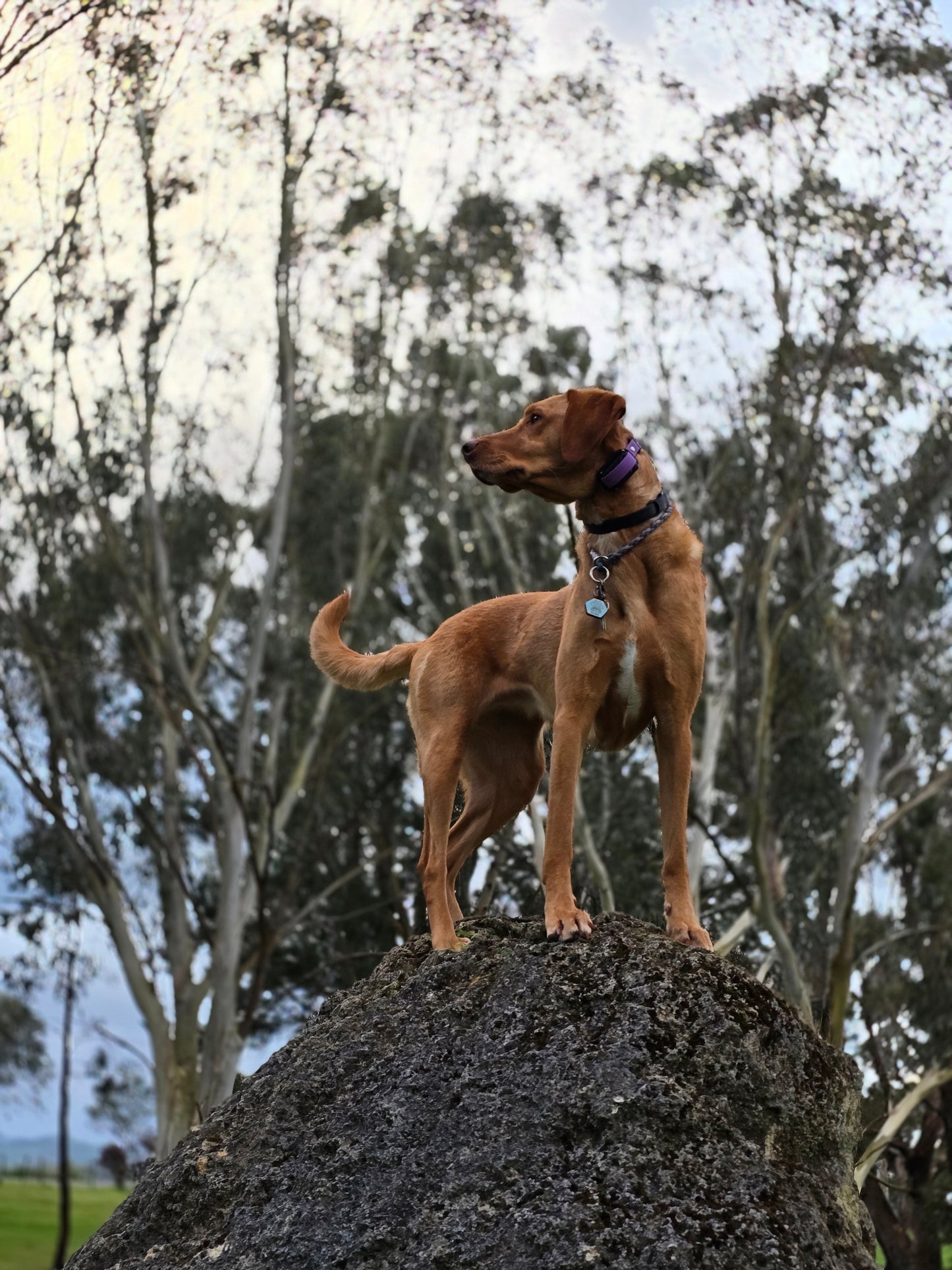 Quick release bungee E-Collar 3/4"