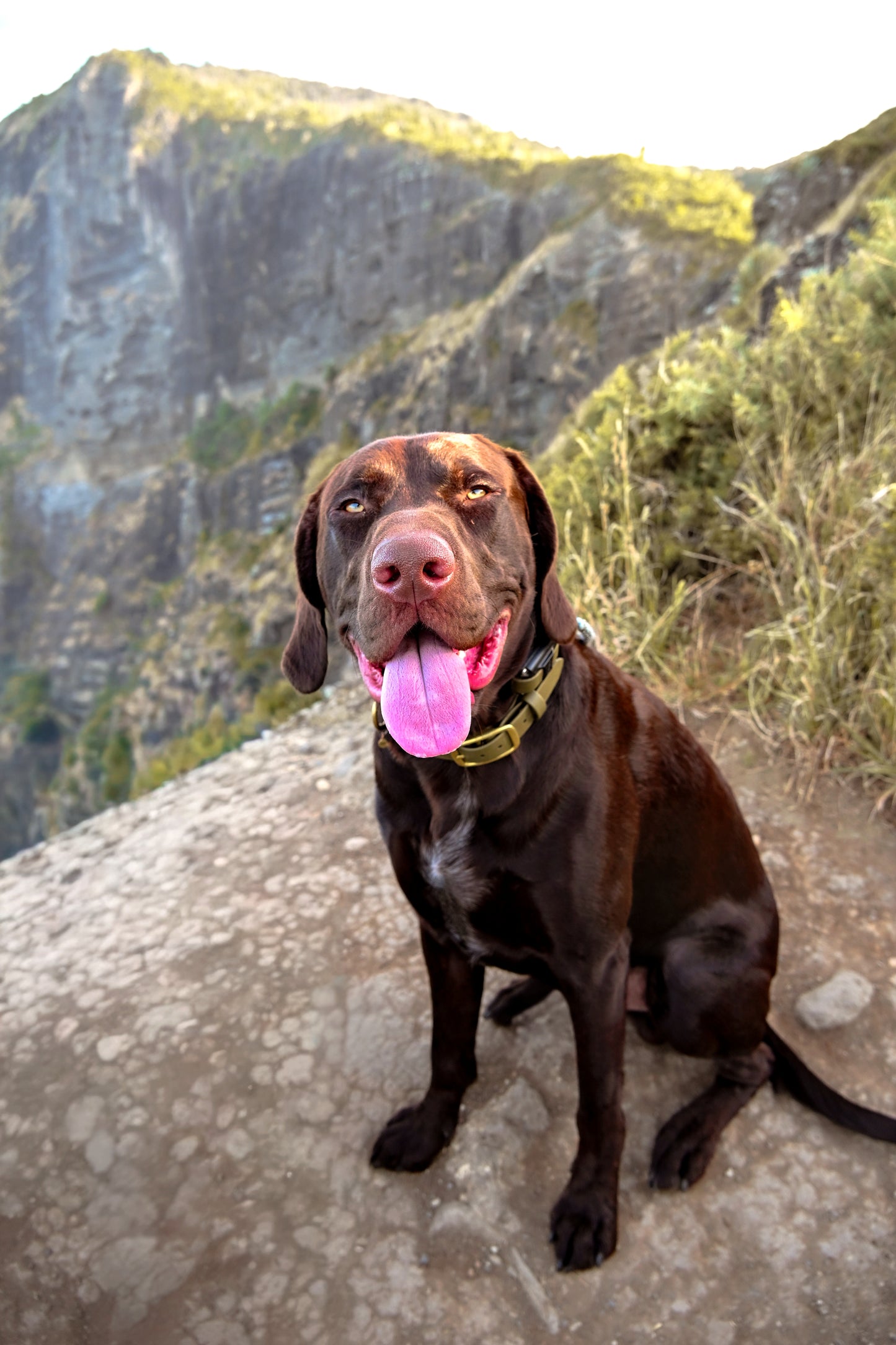 Quick release bungee E-Collar 3/4"