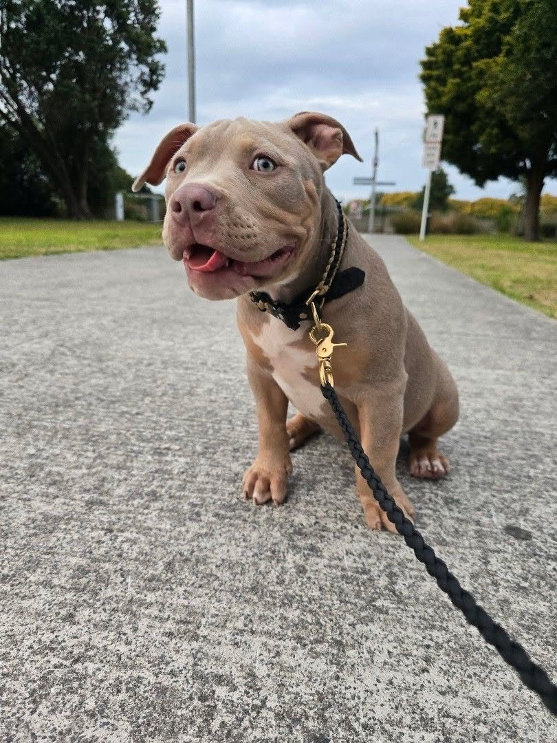 The Grow With Me Collar