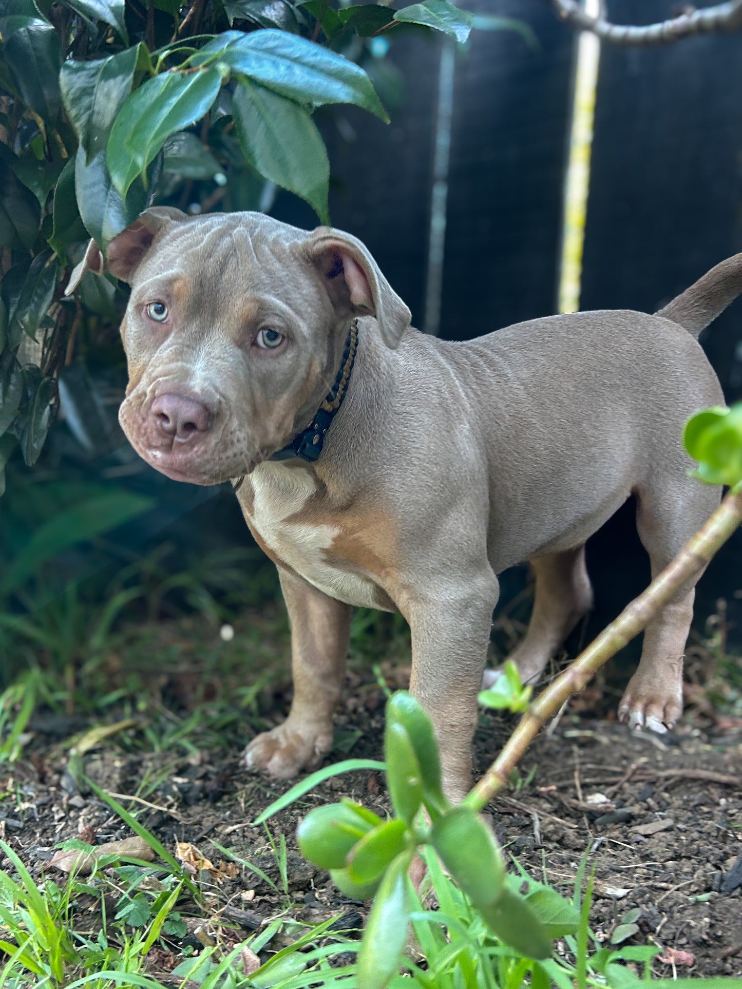 The Grow With Me Collar