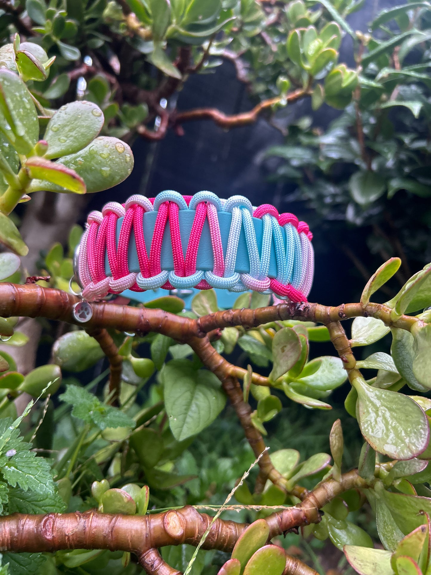 Trekker 1" Collar
