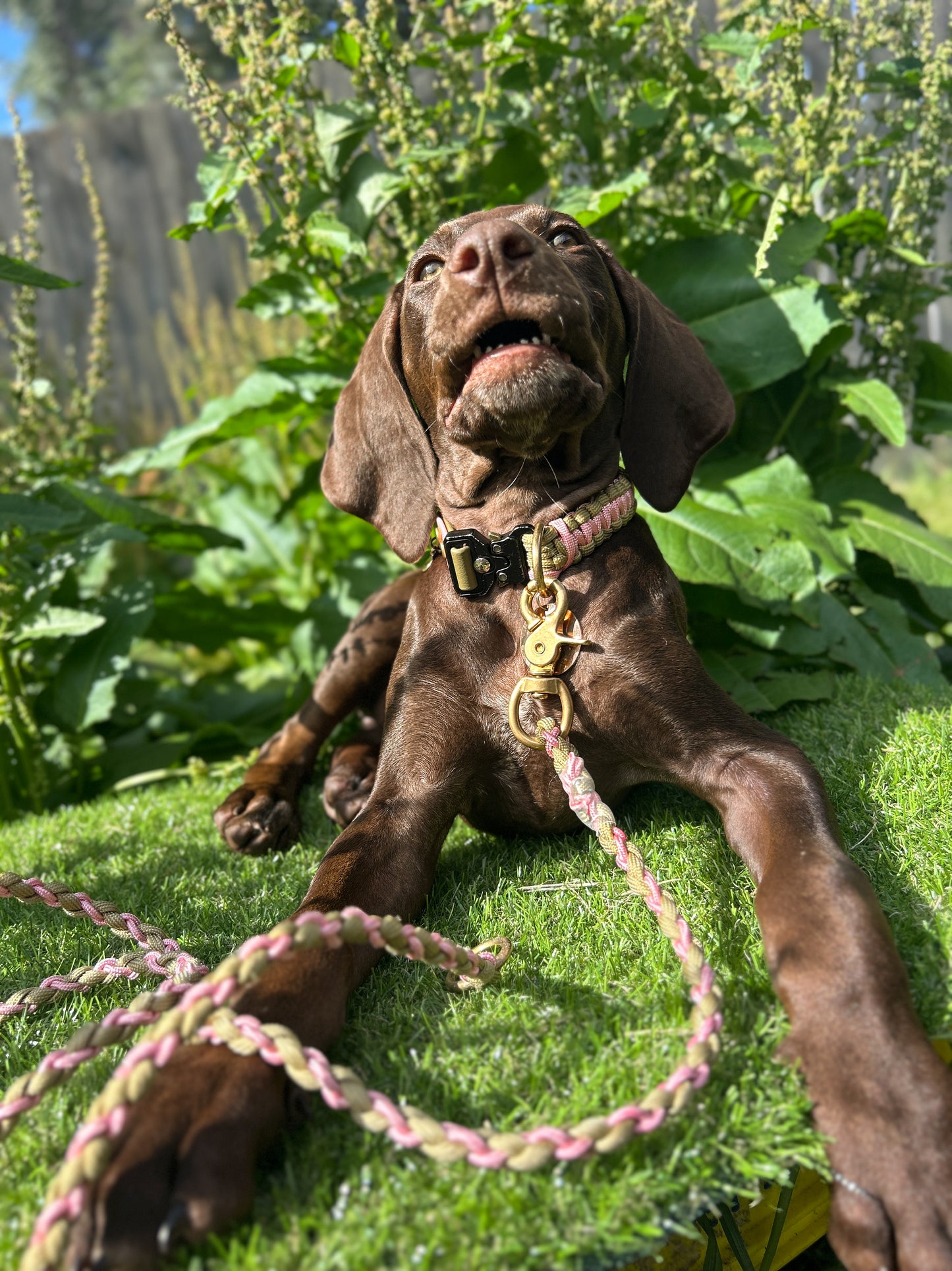 The Grow With Me Collar