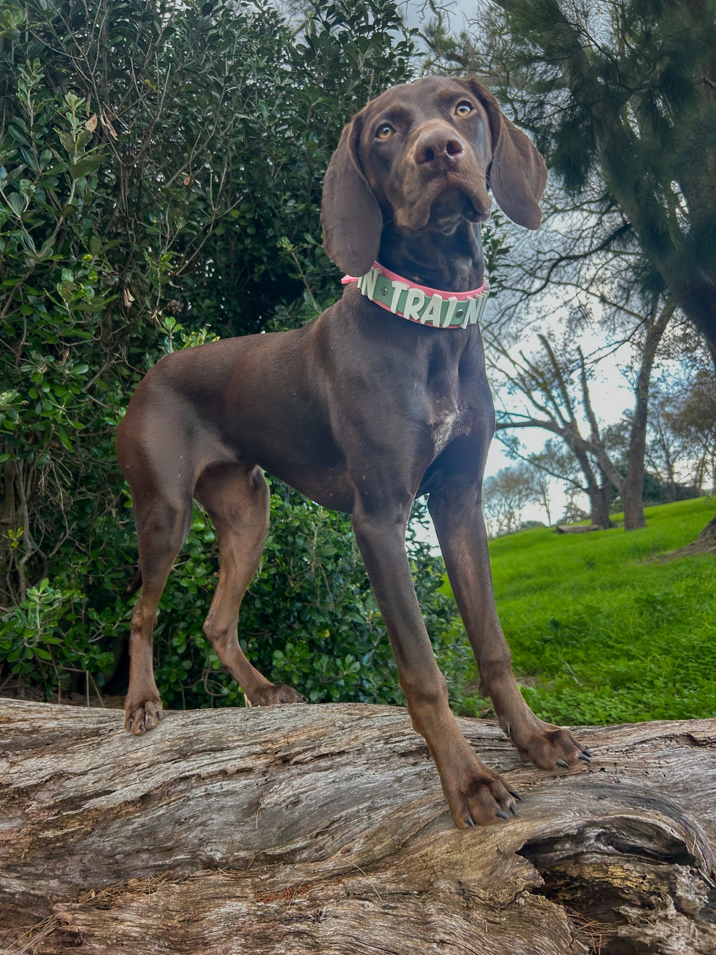 Aura Collar 1.5"