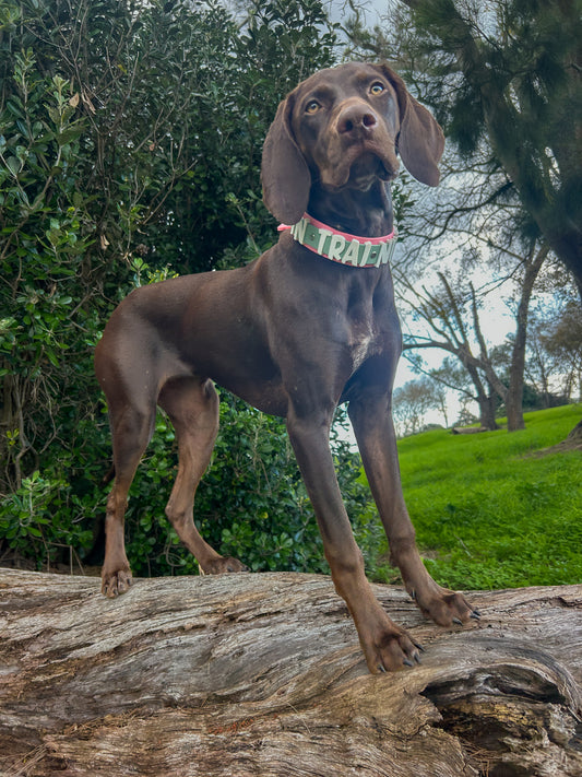 Aura Collar 3/4"