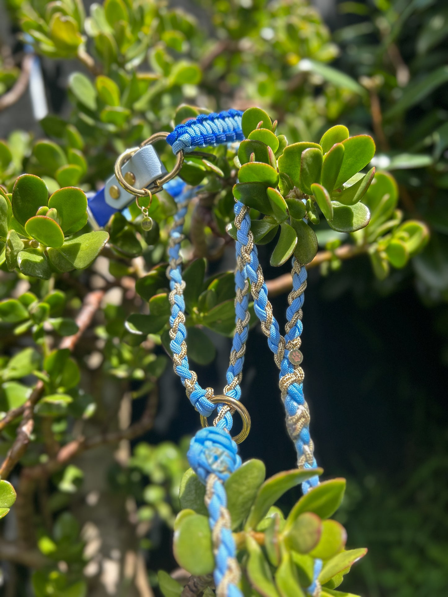 The Grow With Me Collar