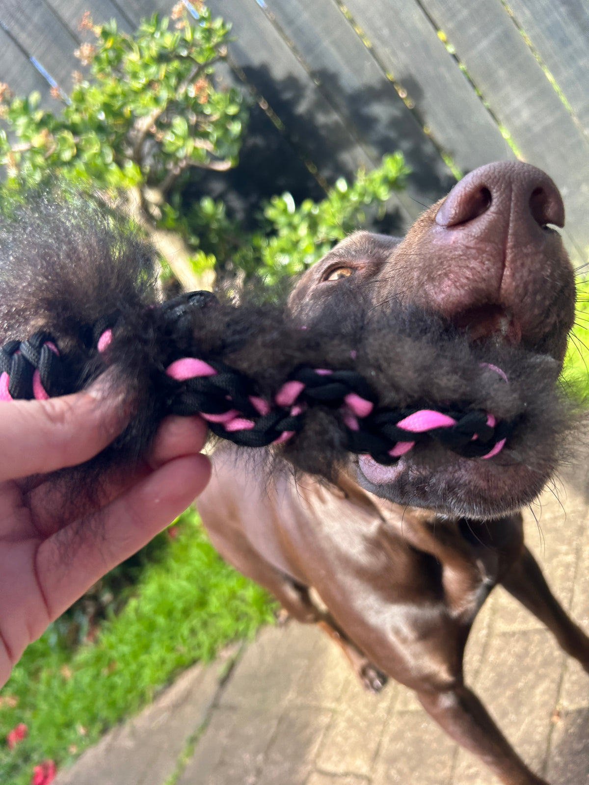 Possum Tug