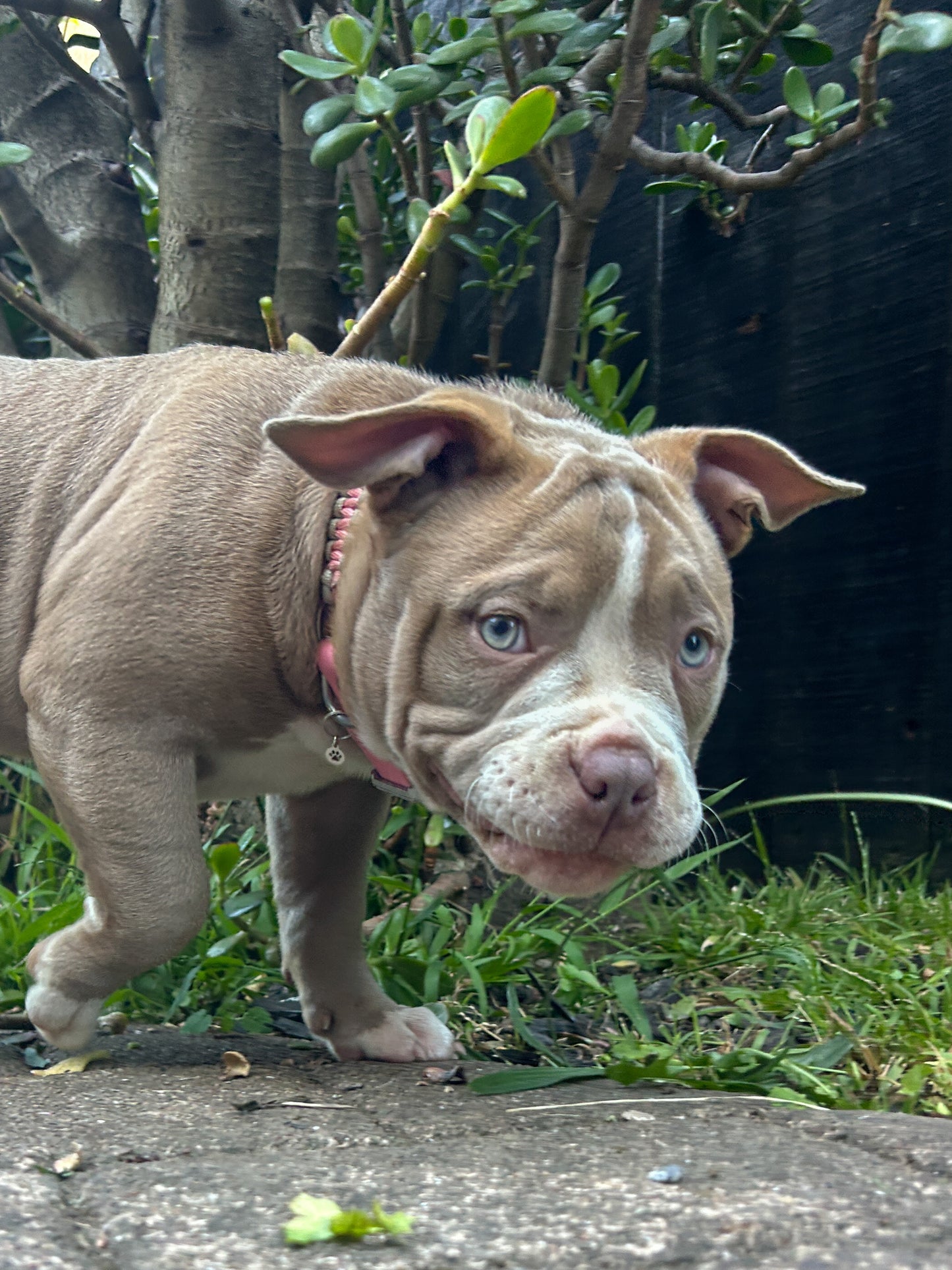 The Grow With Me Collar