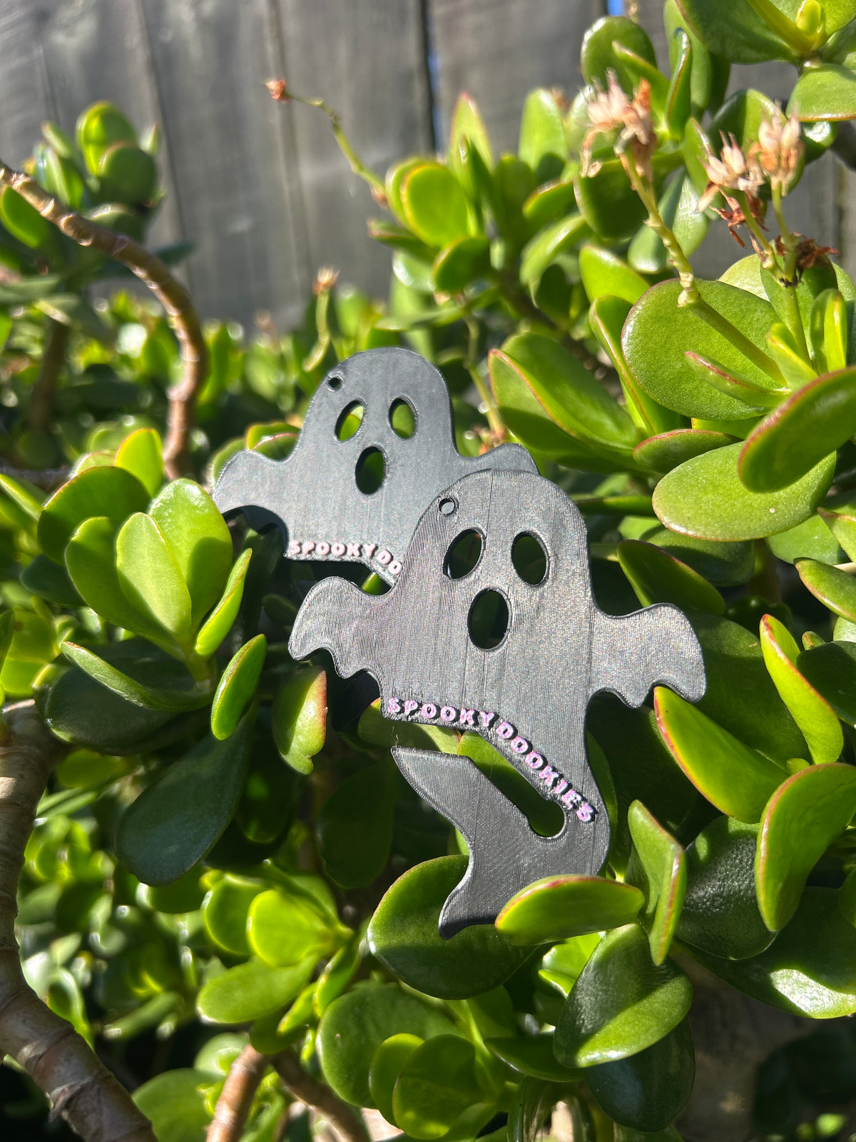 Spooky Dookie