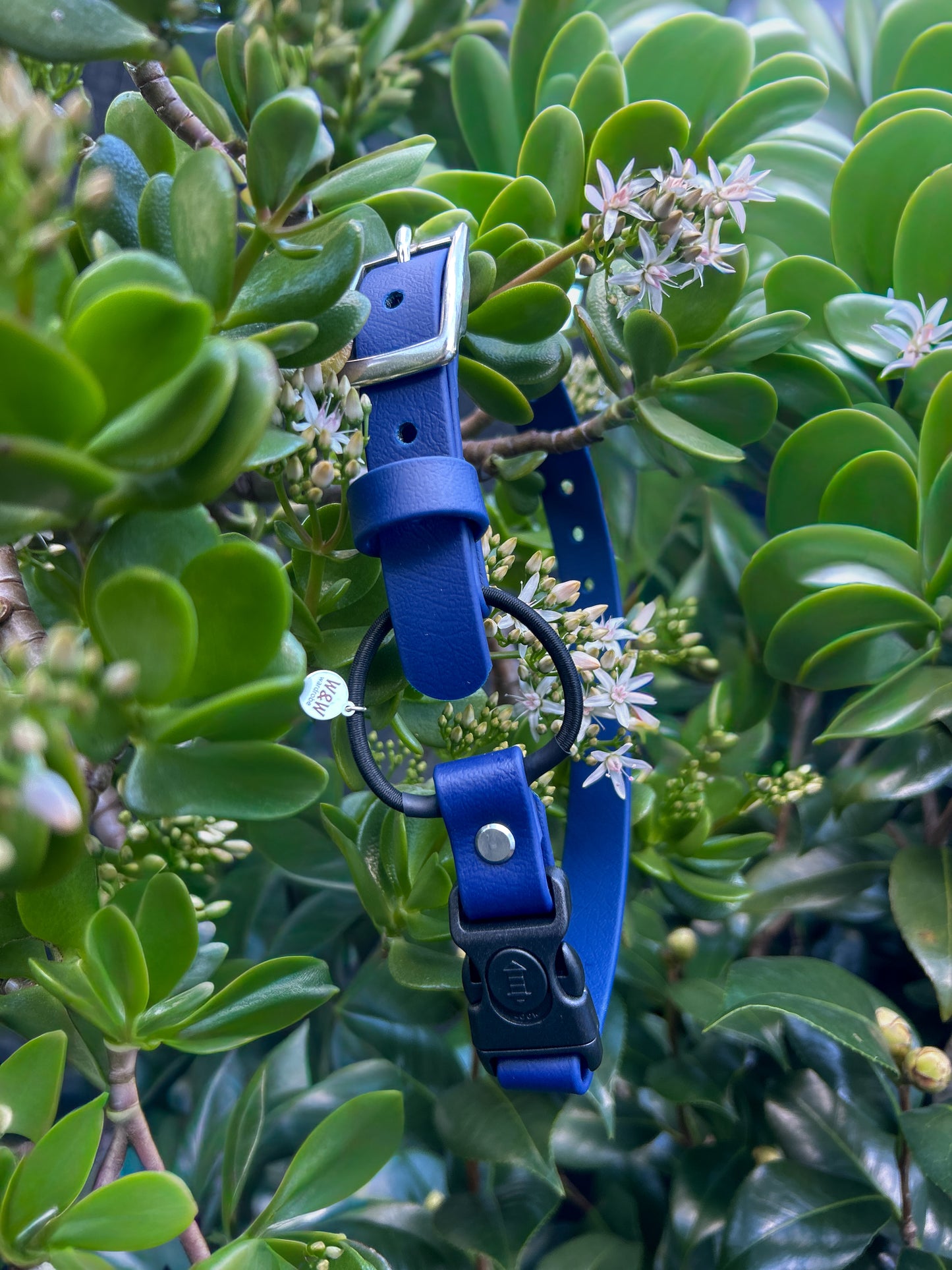 Quick release bungee E-Collar 3/4"