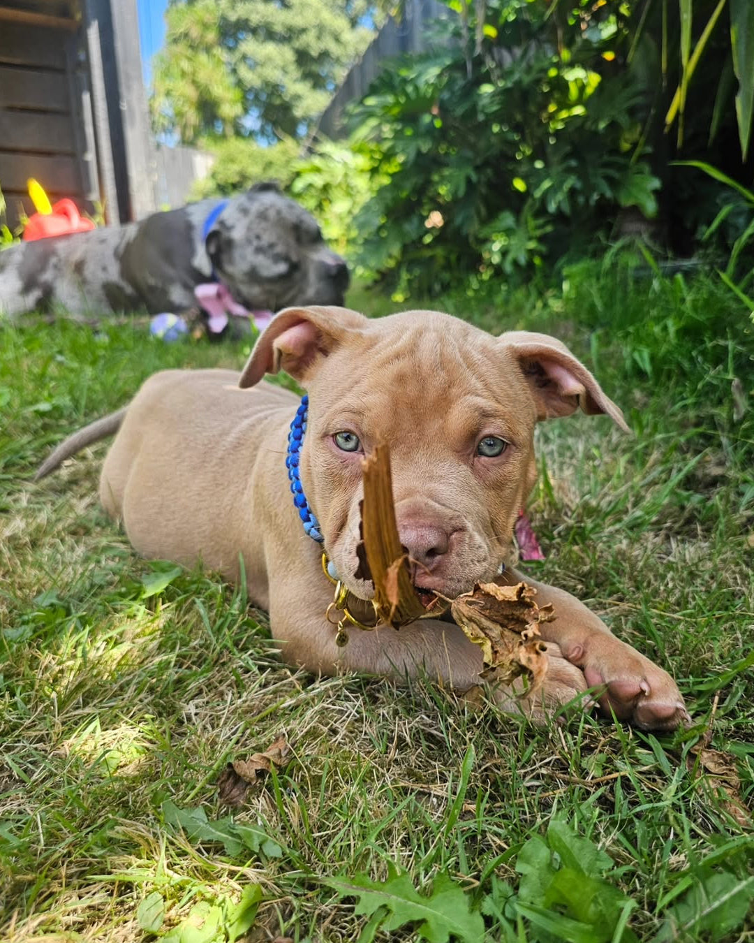 The Grow With Me Collar