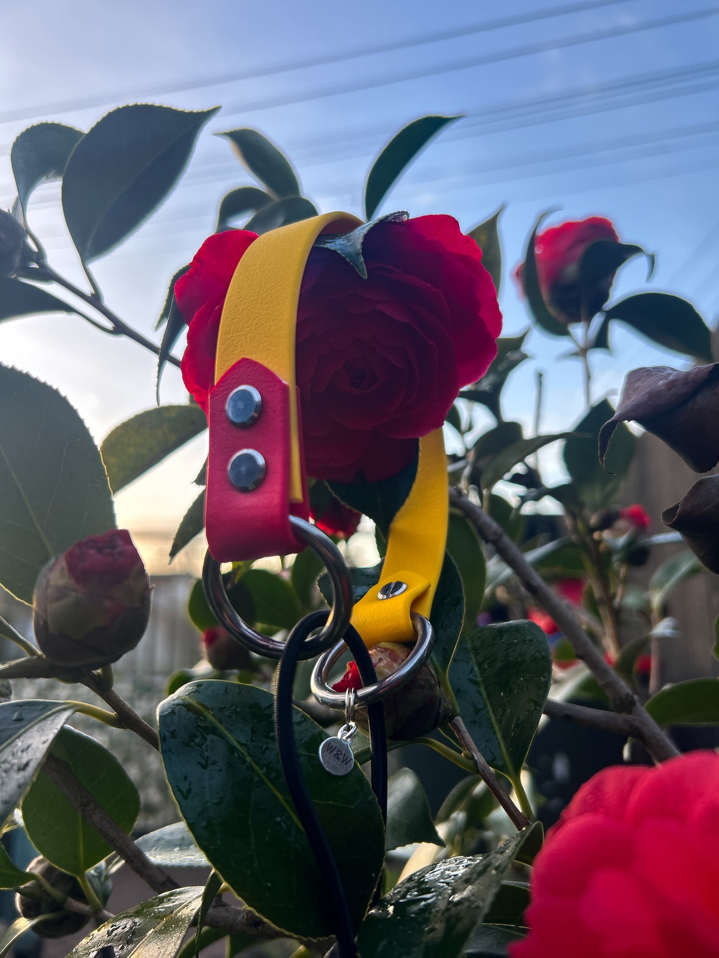 Simple Screw E-Collar Bungee 3/4"