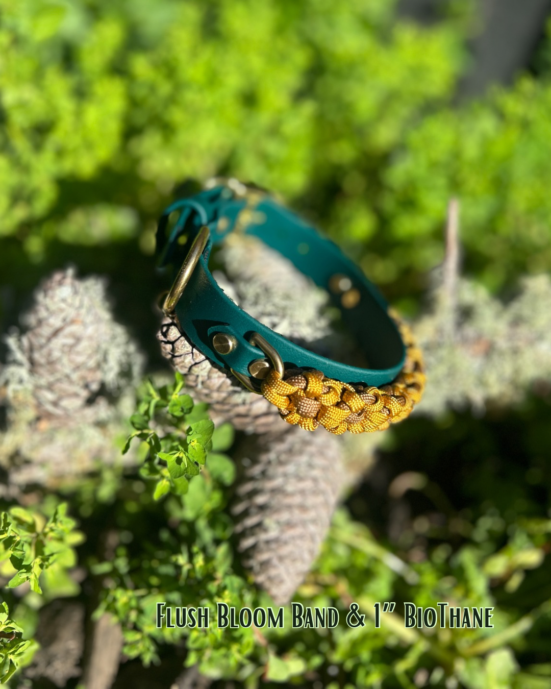 The Bloom Band 1"
