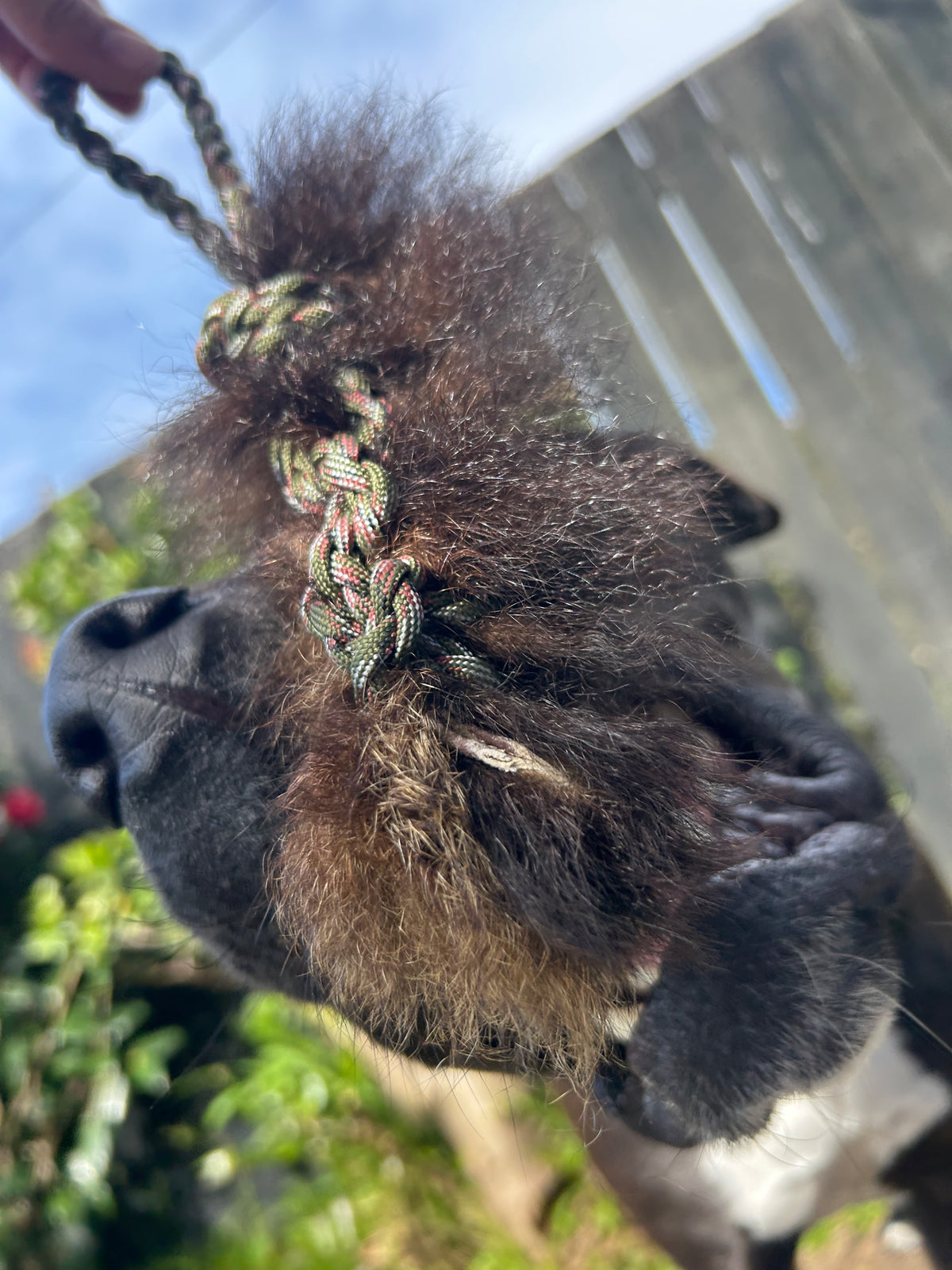 Possum Tug
