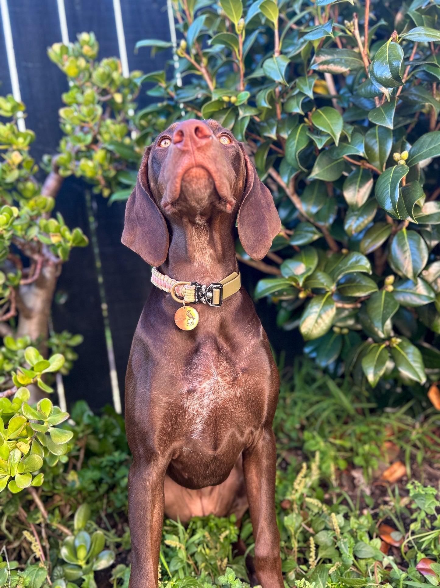 The Grow With Me Collar