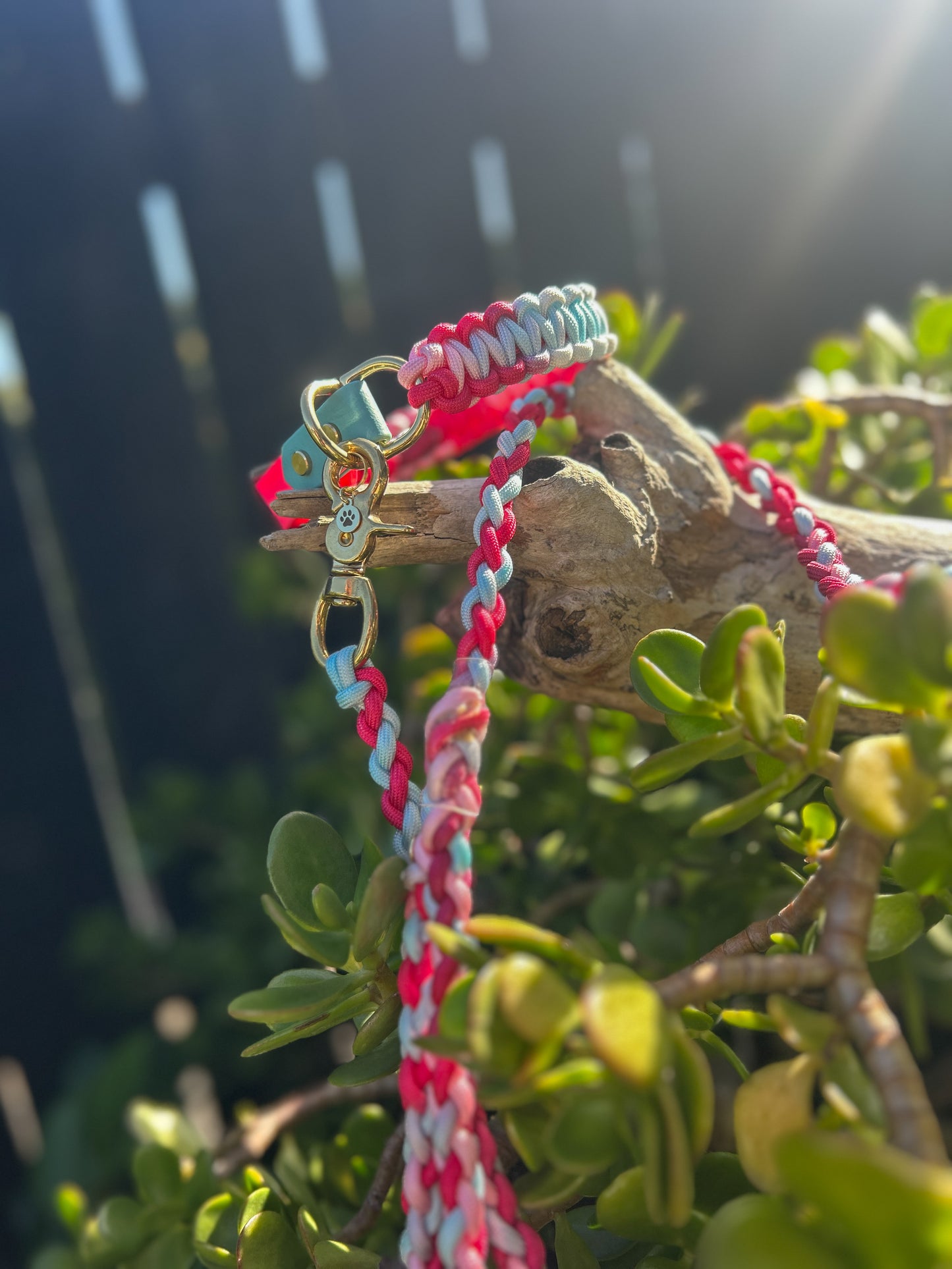 The Grow With Me Collar