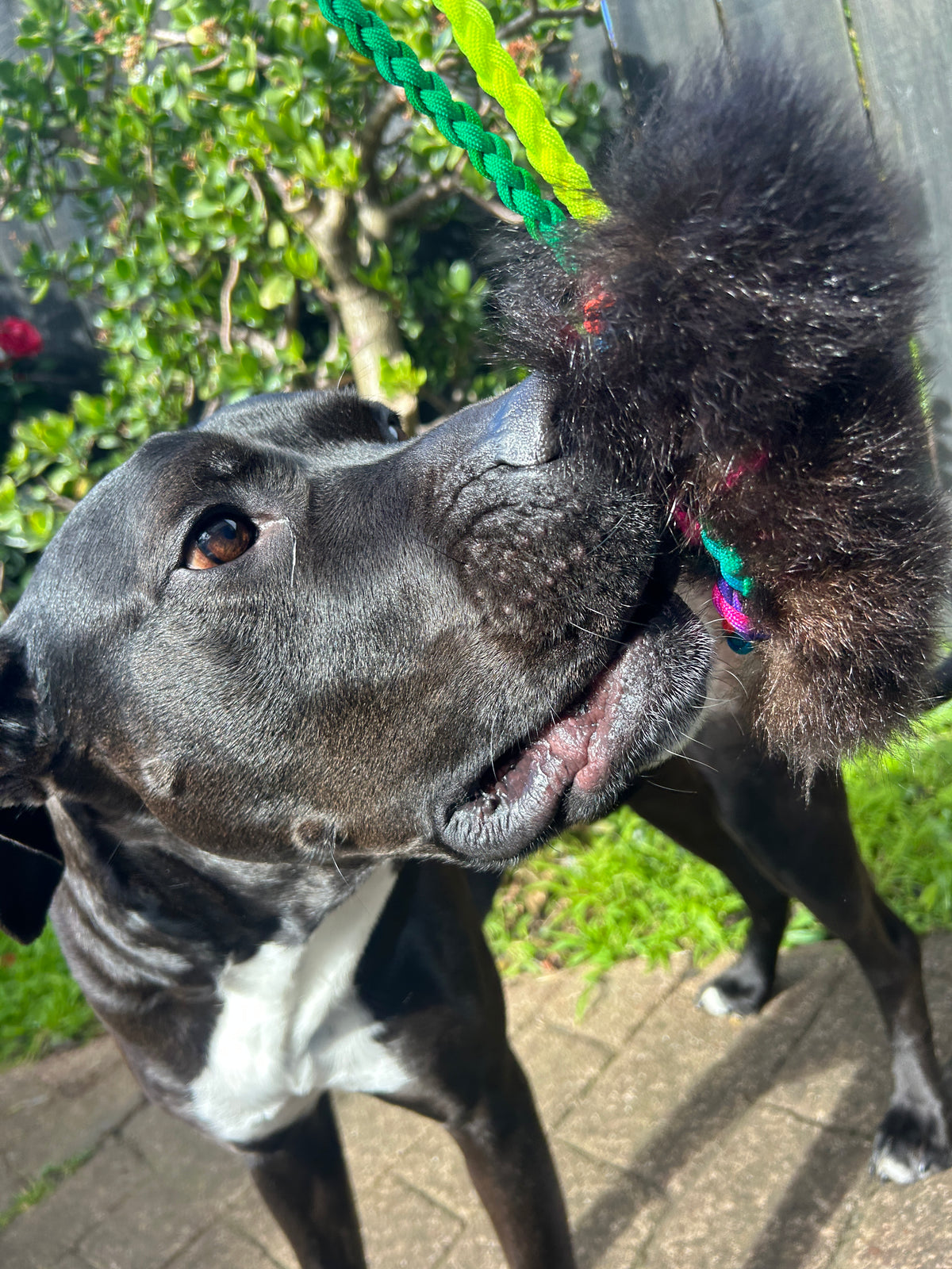 Possum Tug