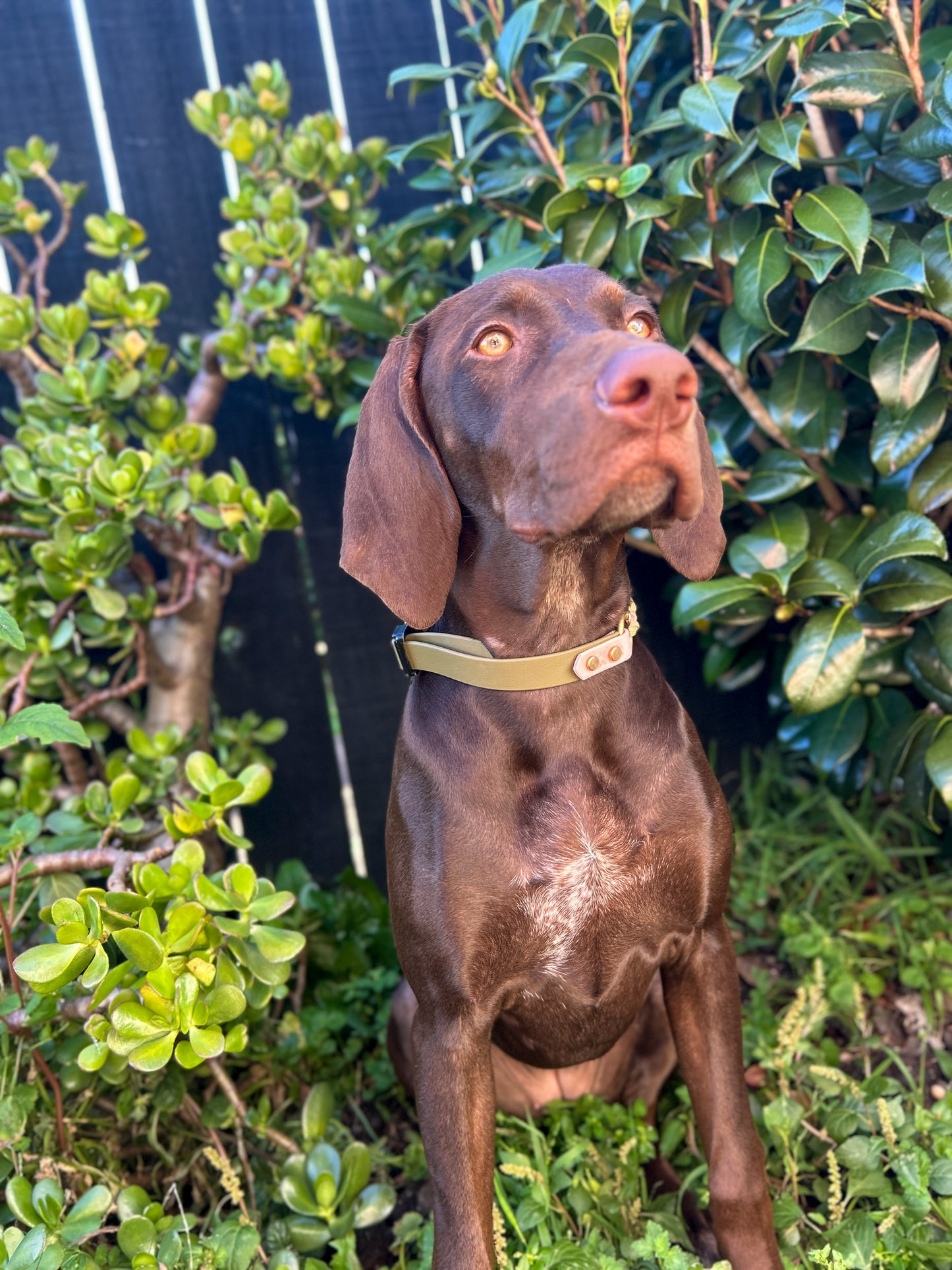 The Grow With Me Collar