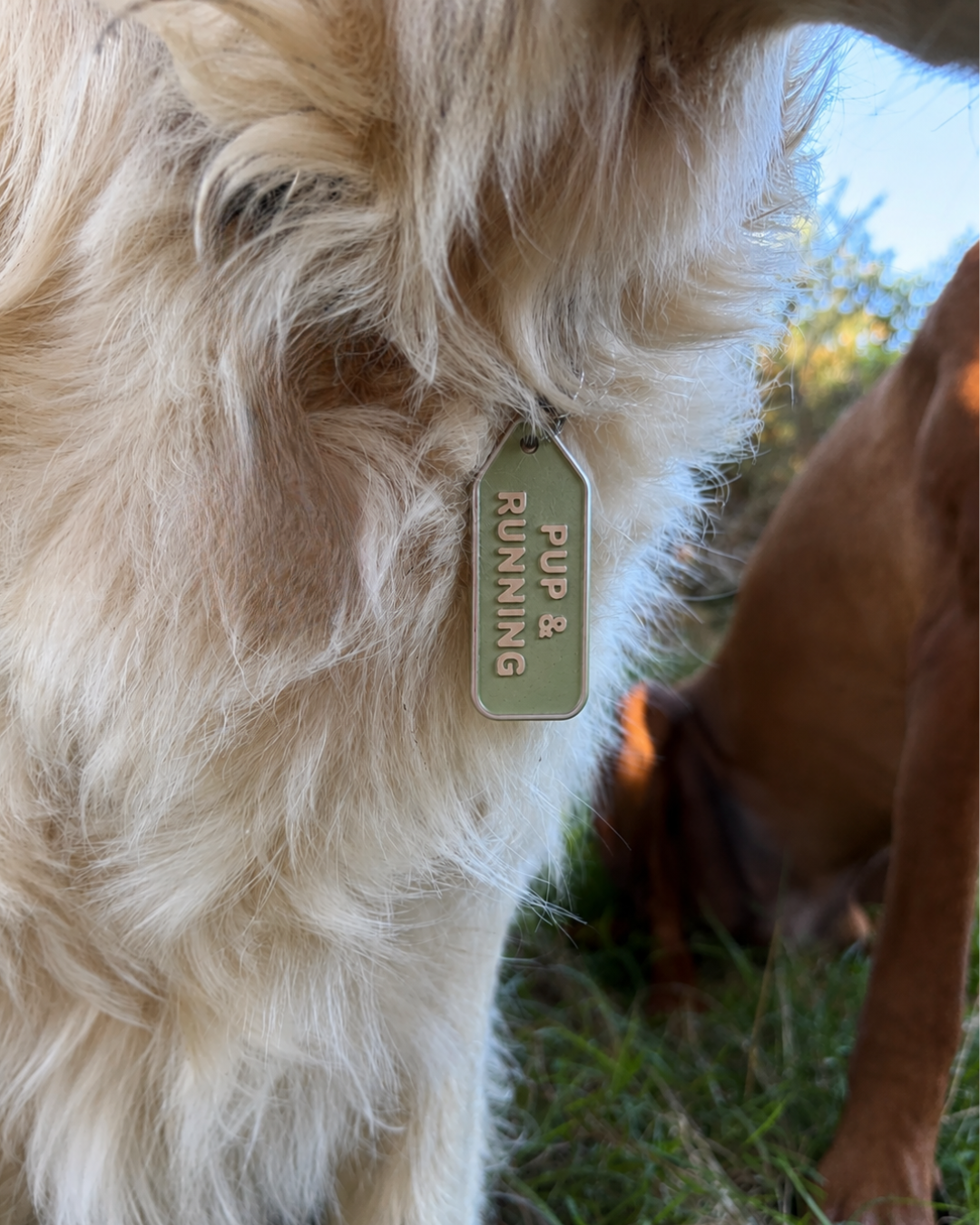 Wander Tags | Professional Walker Tag