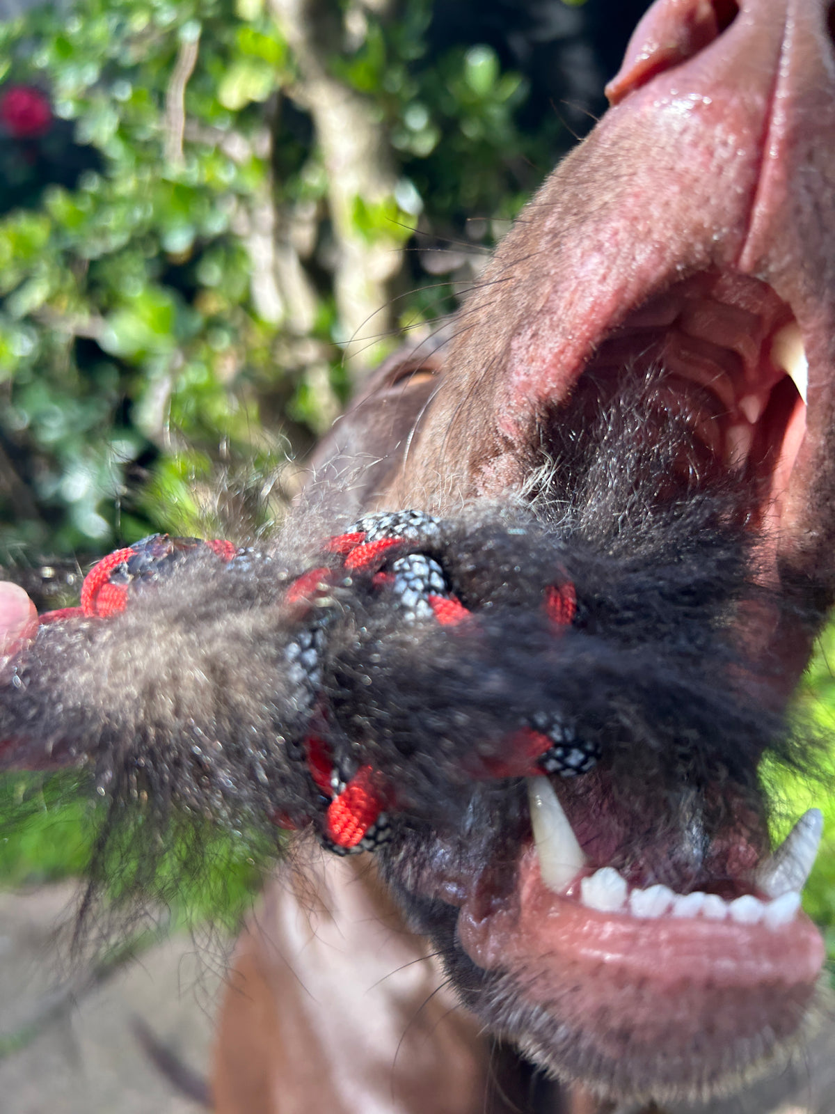 Possum Tug