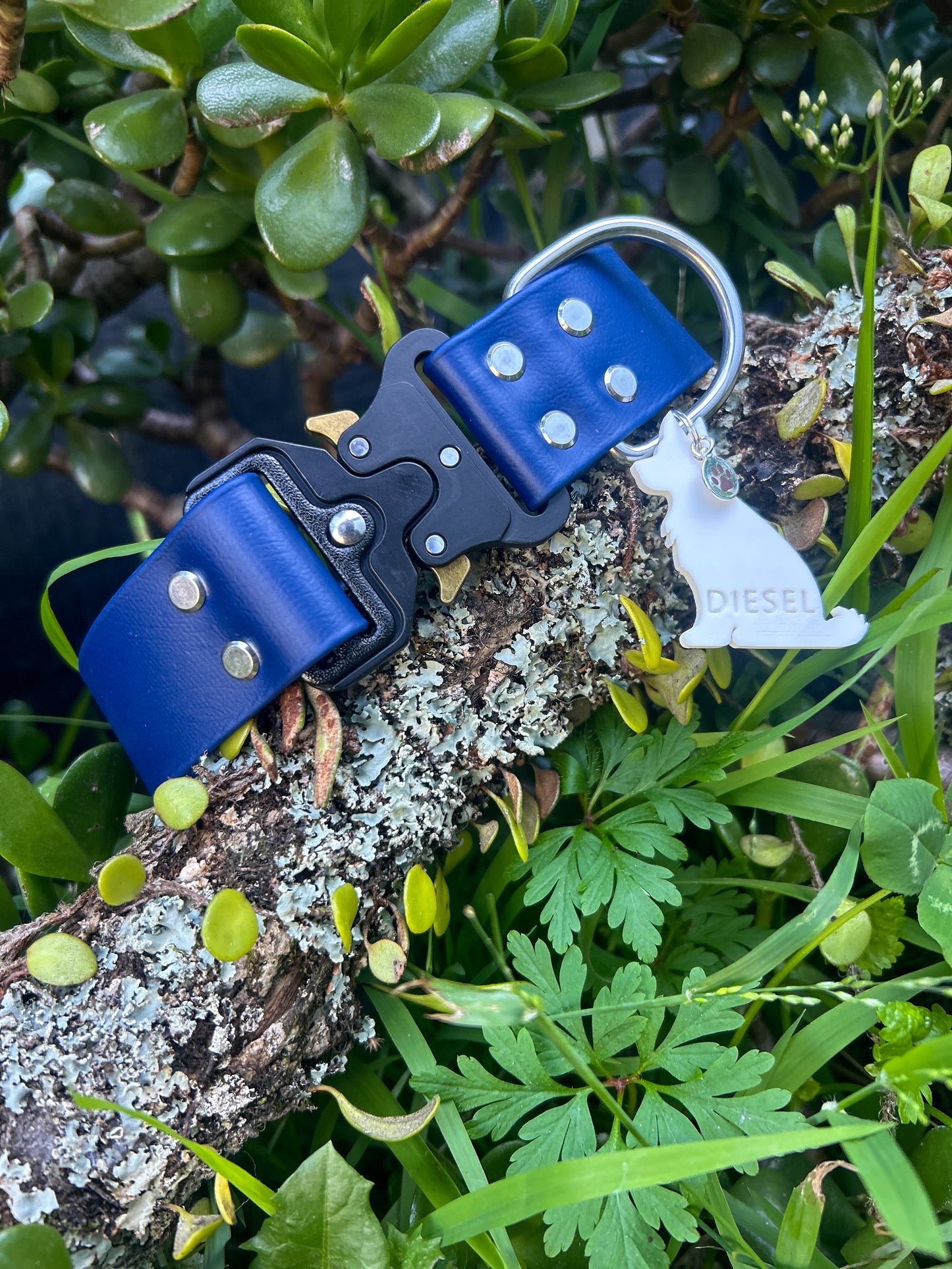 Aura Collar 1.5"