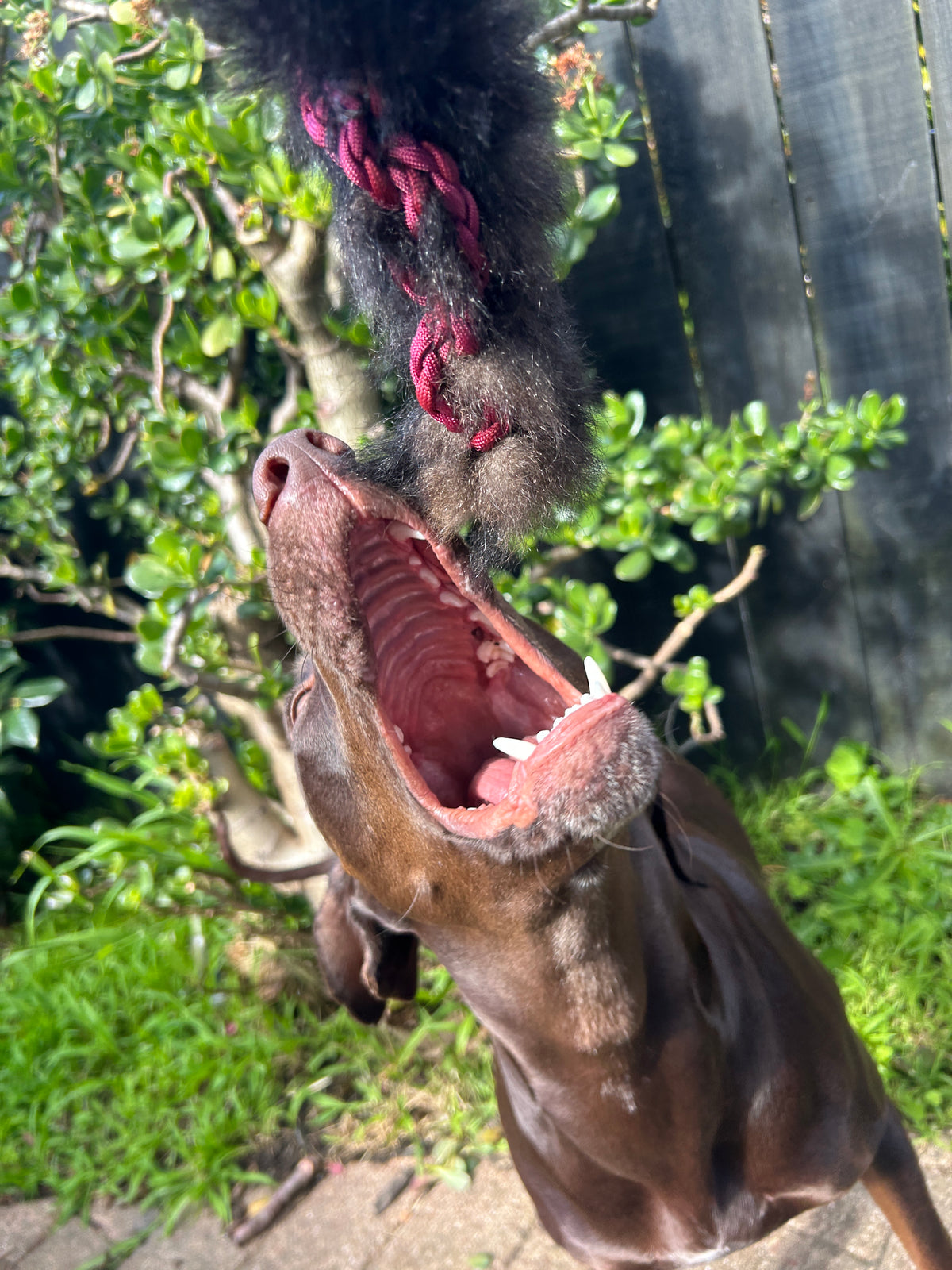 Possum Tug