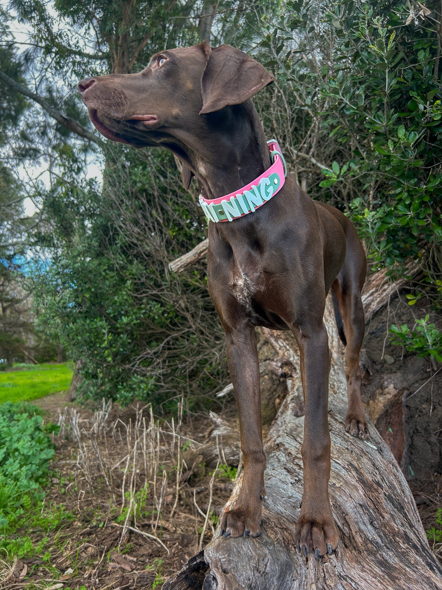 Aura Collar 1.5"