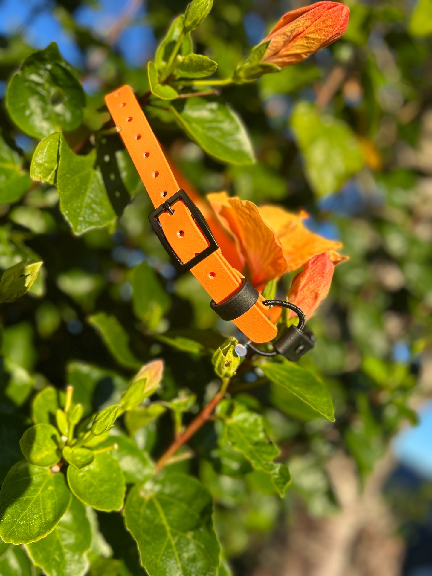 Quick release bungee E-Collar 3/4"