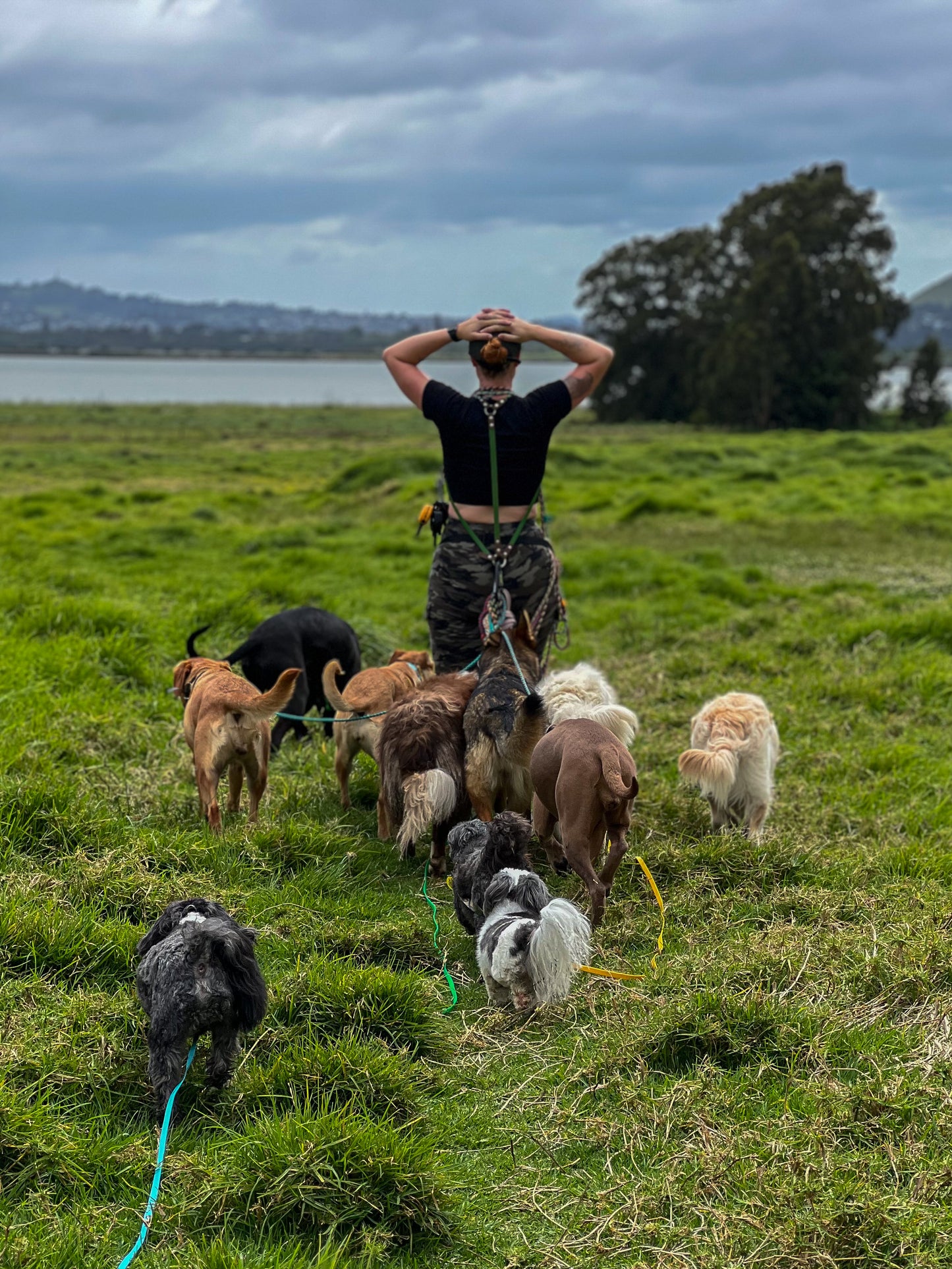 Simplistic Pack Harness