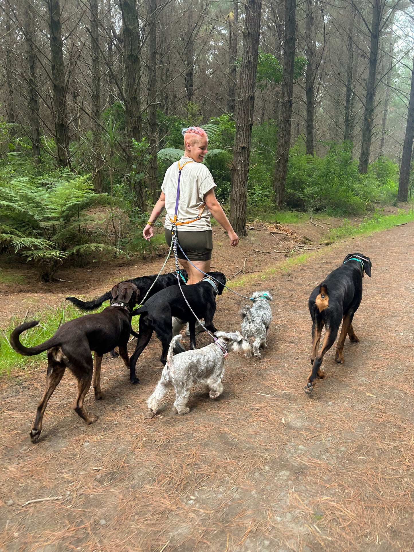 Pack Harness